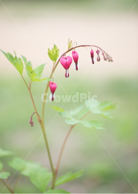금낭화,꽃,플라워,flower,dicentra,식물,식물,자연,plants,nature,꽃,flower,감성,sensible,feeling