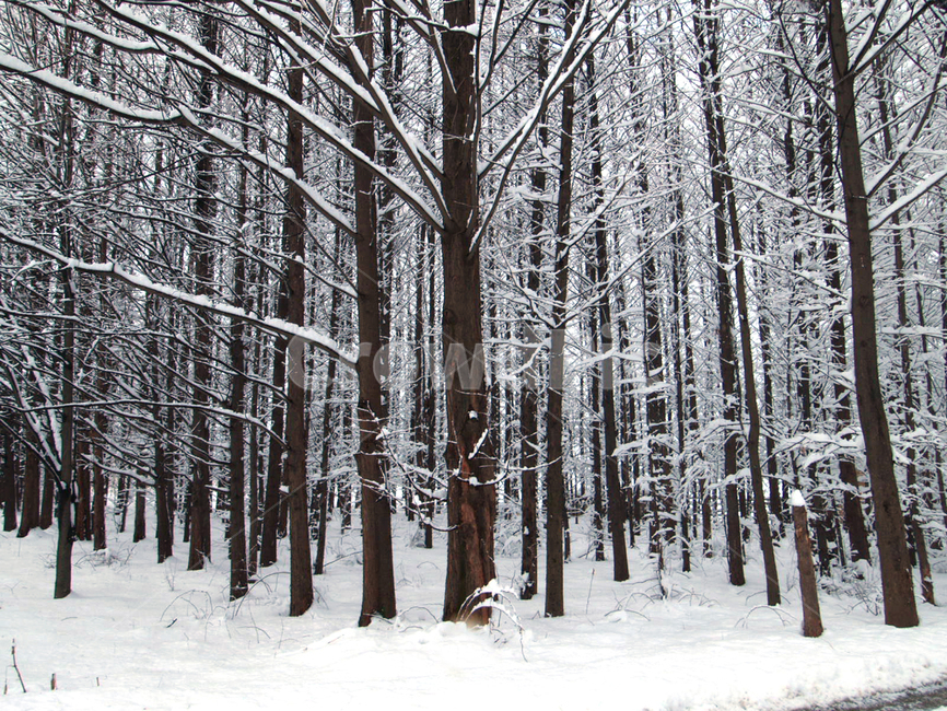 겨울,나무,숲,자연,생태,눈,겨울,계절,winter,season