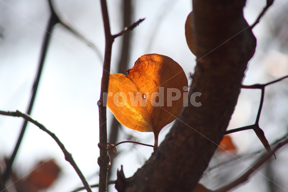 청미래덩굴,잎,약용식물,chinaroot,단풍,가을,계절,fall,autumn,season,식물,자연,plants,nature,leaf,plant,veins,정맥