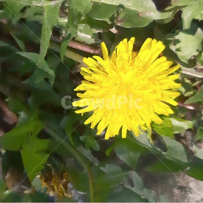 민들레,자연,노란꽃,풀,민들레꽃