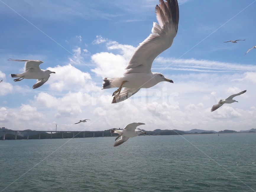 갈매기,바다,배,구름,하늘