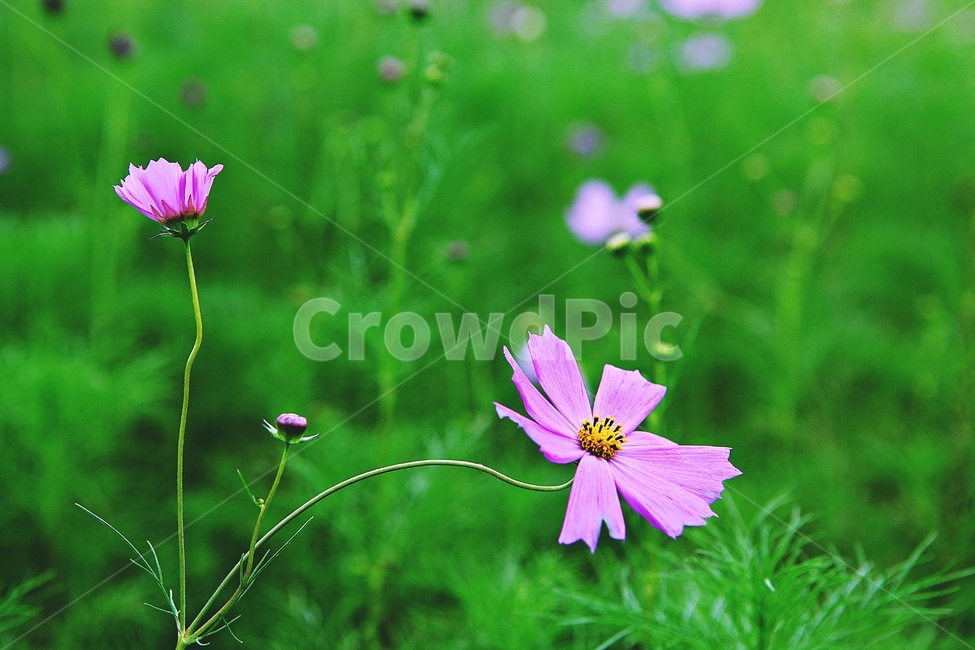 코스모스,꽃,꽃잎,식물,자연,공원,가을,가을꽃,식물,자연,plants,nature,꽃,flower