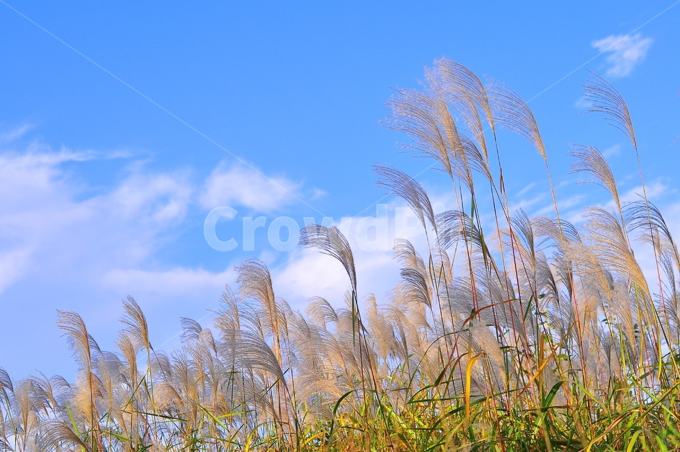 가을,억새밭,들풀,들꽃,야생화,시즌,계절,10월,11월,가을분위기,가을느낌,season,fall,autumn,맑음,청명,sky,구름,바람,억새풀,한국적,푸른하늘,드높은,방향,야외,들판,blue,파랑색,블루,가을,계절,fall,autumn,season,자연,풍경,nature,landscape,grass,잔디,plant,식물,lawn,reed,갈대