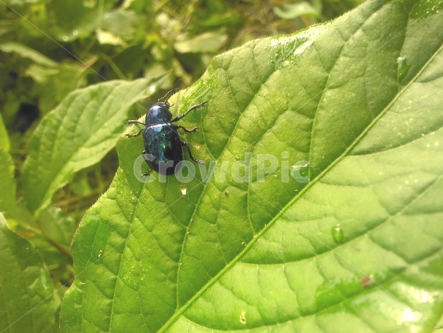 곤충,풍뎅이,식물,자연,잎사귀,scarab,bug,beetle,이슬,나뭇잎,green,식물,자연,plants,nature,곤충,벌레,insect,bug