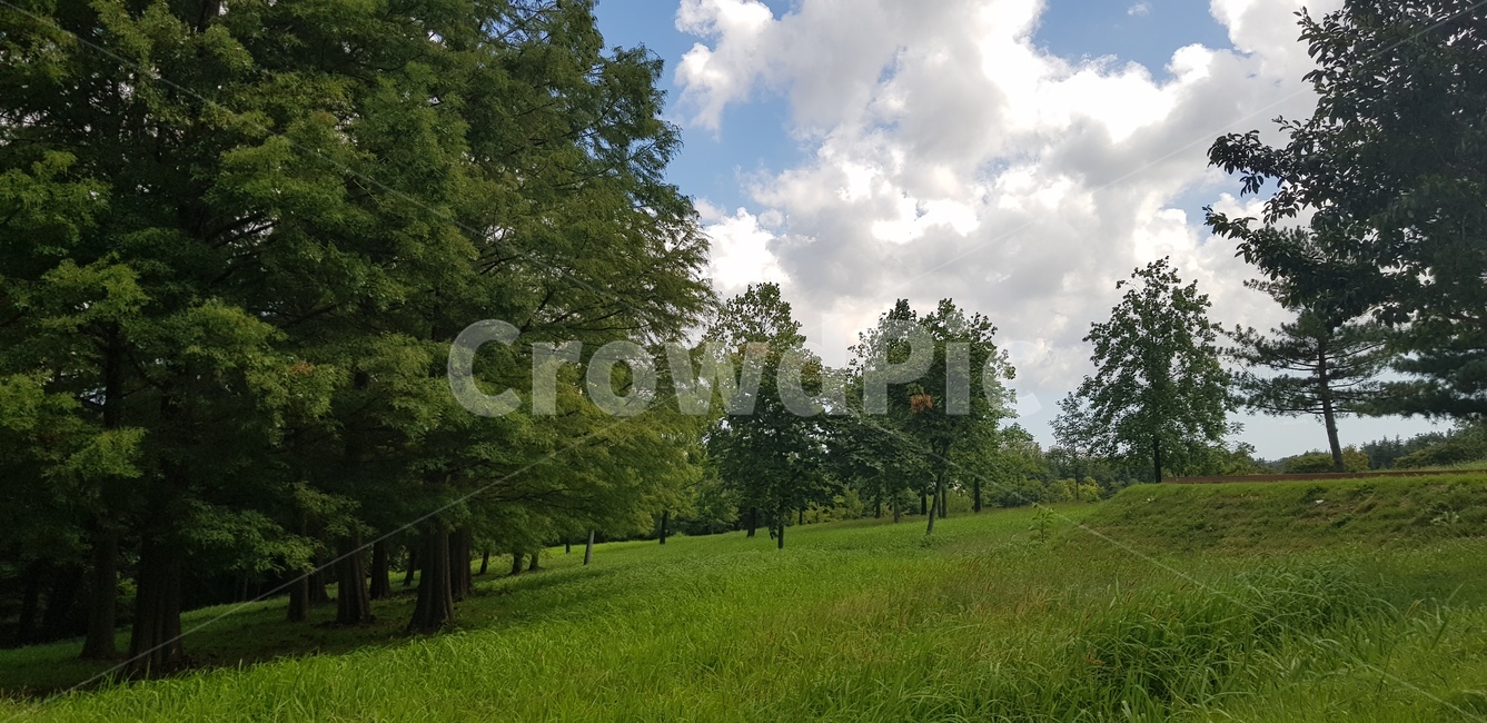 grass,lawn,잔디,식물,하늘,자연,풍경,nature,landscape,식물,plants,나무,trees,wood,plant