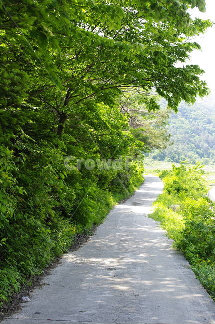 나무,식물,plant,봄,spring,초록,길,자연,풍경,nature,landscape,path,통로,outdoors,옥외,road,도로