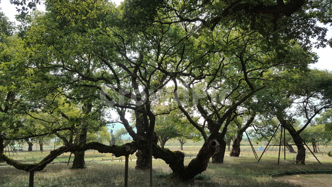 숲,나무,자연,경치,숲속,여유,힐링,자연,풍경,nature,landscape,식물,plants,나무,trees,wood,tree,tree trunk,나무 줄기,plant