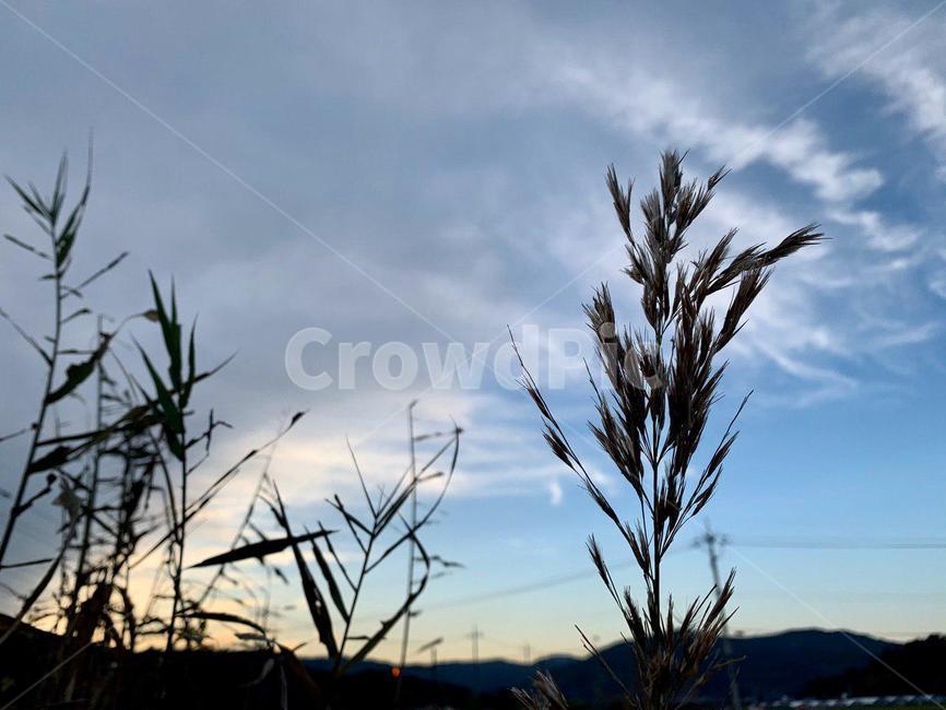 grass,plant,식물,lawn,잔디,갈대,reed