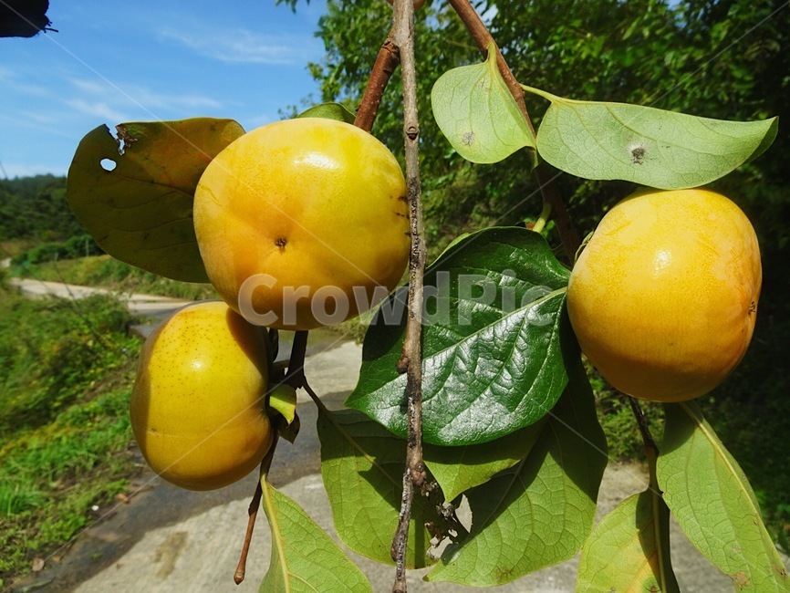 식물,과일,감,가을,길가,나뭇가지,나뭇잎,하늘,plant,fruit,과일,열매,fruit