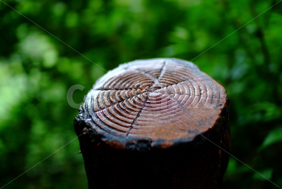 자연,사진,나무,묘목,나이테,풍경,숲어느곳,이슬을머금은나무,식물,자연,plants,nature