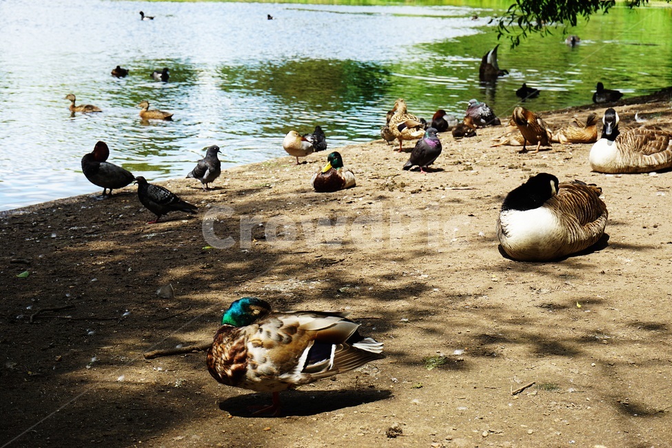 bird,새,animal,동물,waterfowl,물새,mallard,청둥오리,duck,오리,새떼,새무리,일광욕,낮잠