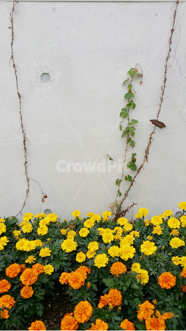 꽃,꽃밭,담쟁이,벽,화단,가지,줄기,오르다,비상,생명,plant,식물,blossom,flower,식물,자연,plants,nature,꽃,flower