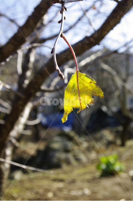 가을,잎,식물,plant,나무,가을,계절,fall,autumn,season,leaf,tree