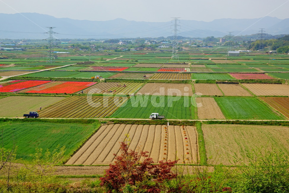 농촌,들판,알록달록,농업,평야,시골,마을,풍경,landscape,country,rural,town,산업,industry,industrial,농업,농사,agriculture,farming,farming industry
