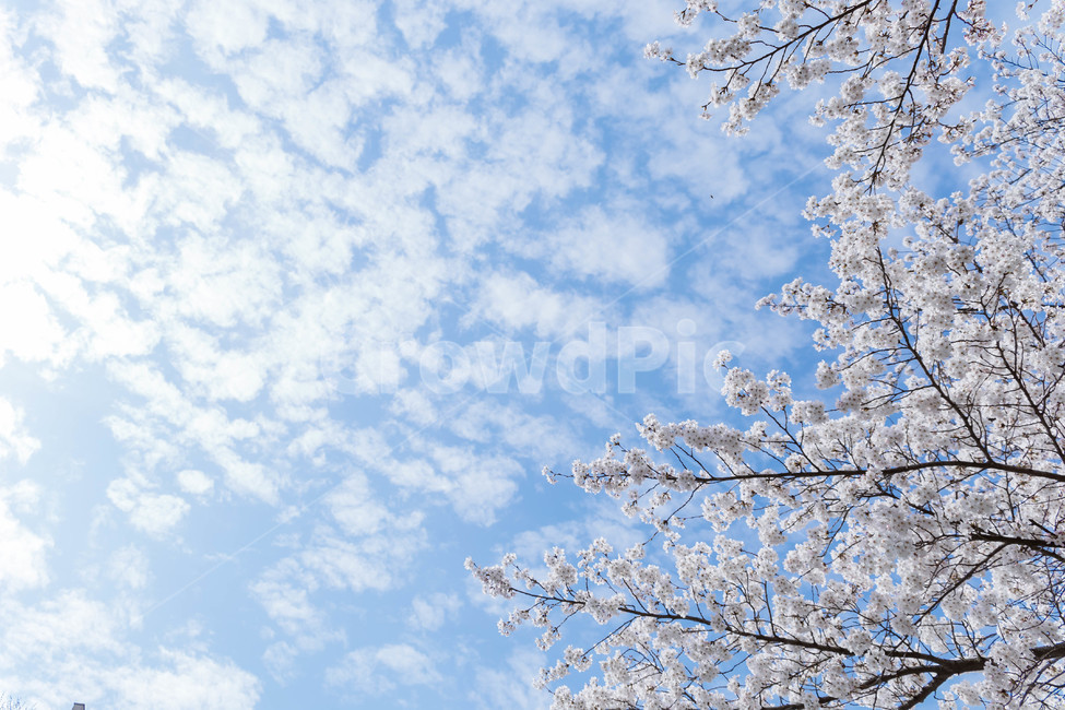 벚꽃,봄,꽃,blossom,cheeryblossom,꽃잎,flower,봄,계절,spring,season,자연,풍경,nature,landscape,plant,식물