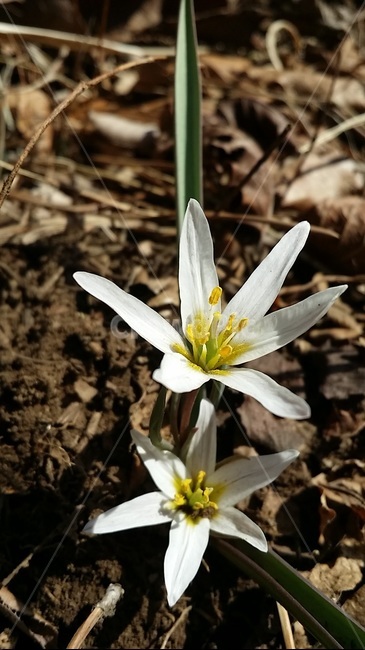 식물,꽃,봄,야생화,산작고,식물,자연,plants,nature,꽃,flower