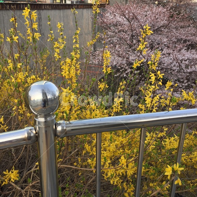 봄,길가,봄꽃,봄에피는,개나리,꽃,봄날,노란,spring,flower,yellow,속씨식물,노란색,plants,koreanforsythia,식물,노란꽃