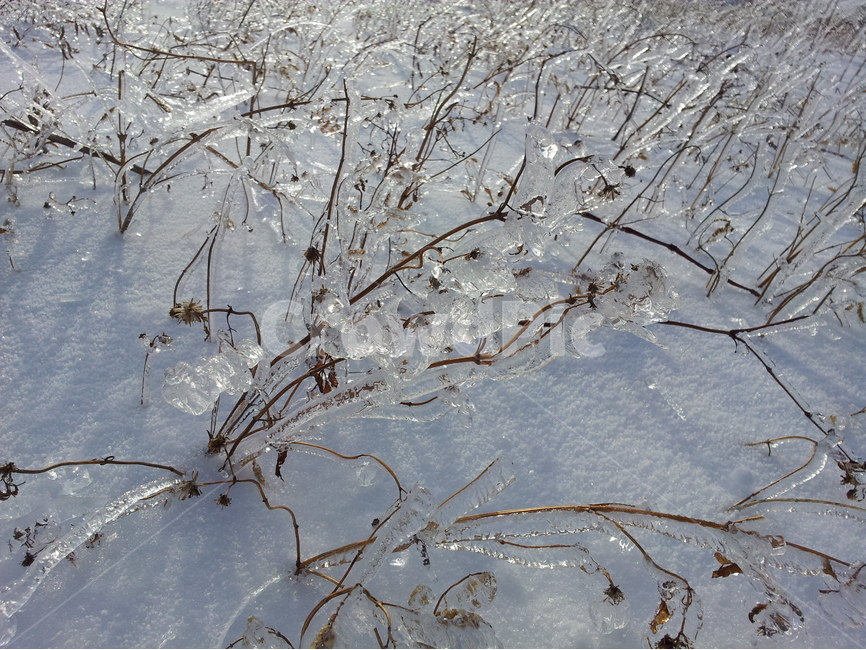 오대산,설경,상고대,눈,겨울,국립공원,겨울,계절,winter,season,식물,자연,plants,nature