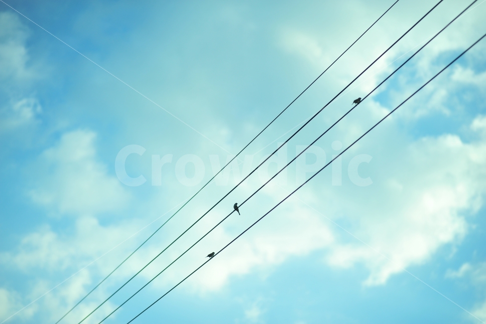 하늘,푸른,구름,새들,감성,자연,풍경,nature,landscape,동물,animal,조류,새,birds