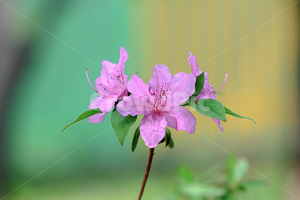 철쭉동산,철쭉,봄,클로즈업,자연