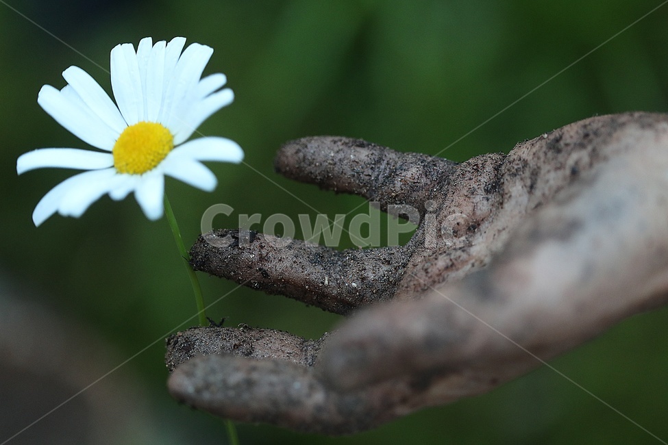 감성사진,사람,손,흙묻은손,어머니,어머님손,식물,자연,plants,nature,꽃,flower,사람,인물,인간,human,person,신체일부,몸,body,감성,sensible,feeling