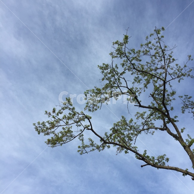하늘,구름,나무,나뭇잎,자연,식물,푸르른,솜사탕구름,식물,자연,plants,nature,나무,trees,wood
