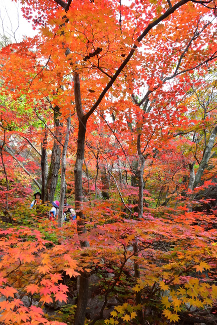 가을,단풍,자연,풍경,북한산,잎,단풍잎,붉은,나무,계절,계곡,숲,힐링,plant,fall,autumn,season,forestnature,landscape,한국자연풍경,한국자연경관,korea,tree,maple,leaf,가을,계절,fall,autumn,season,자연,풍경,nature,landscape,식물,plants,나무,trees,wood