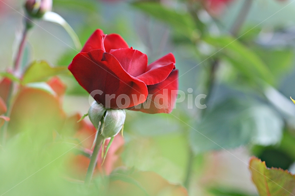 장미,꽃,플라워,봄,고백,아름다워,식물,자연,plants,nature,꽃,flower