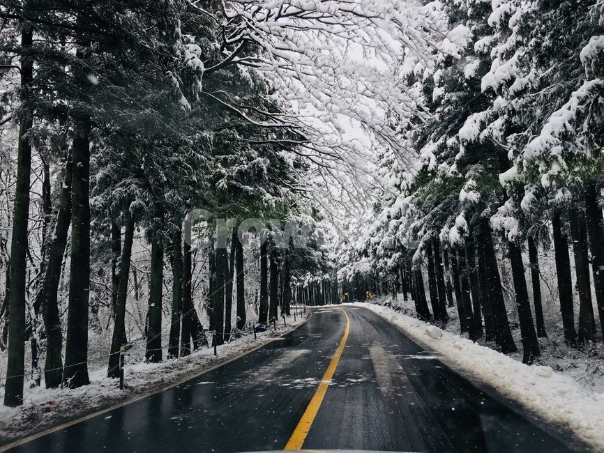 숲,도로,나무,풍경,산,운전,눈,흰눈,자연,겨울,겨울,계절,winter,season,자연,풍경,nature,landscape,road,freeway,고속 도로,highway,고속도로,asphalt,아스팔트,tree,plant,식물