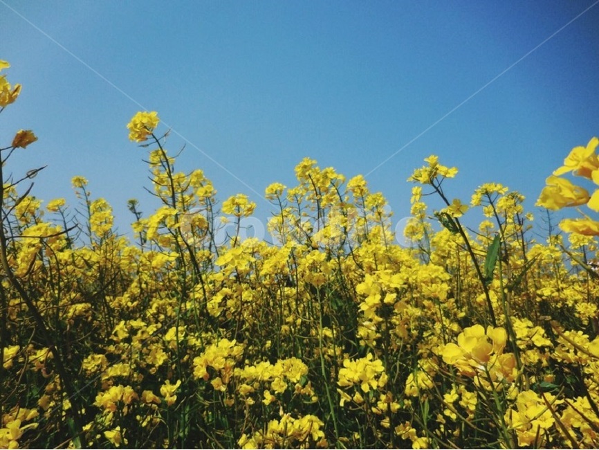 유채꽃,제주도,꽃,봄,rapeflowers,rapeblossoms,rapeflower,yellowflower,jeju,jejuisland,spring,vivid,colorful,yellow,blue,sky,clearsky,식물,plants,봄,계절,spring,season,식물,자연,plants,nature,꽃,flower