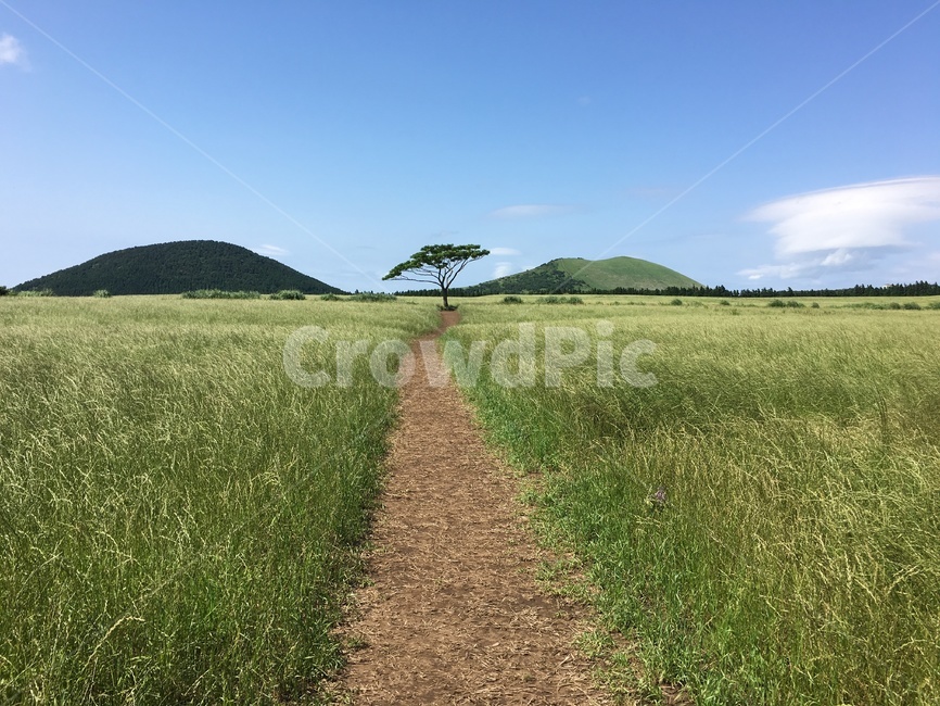 제주,제주도,왕따나무,jeju,jejuisland,wood,tree,trees,풍경,제주방목지,한국자연풍경,한국자연경관,korea,나무,청보리,보리나무,koreanaturelandscape,목초지,자연,흙길,nature,들,grassland,오름,새별오름왕따나무,새별오름