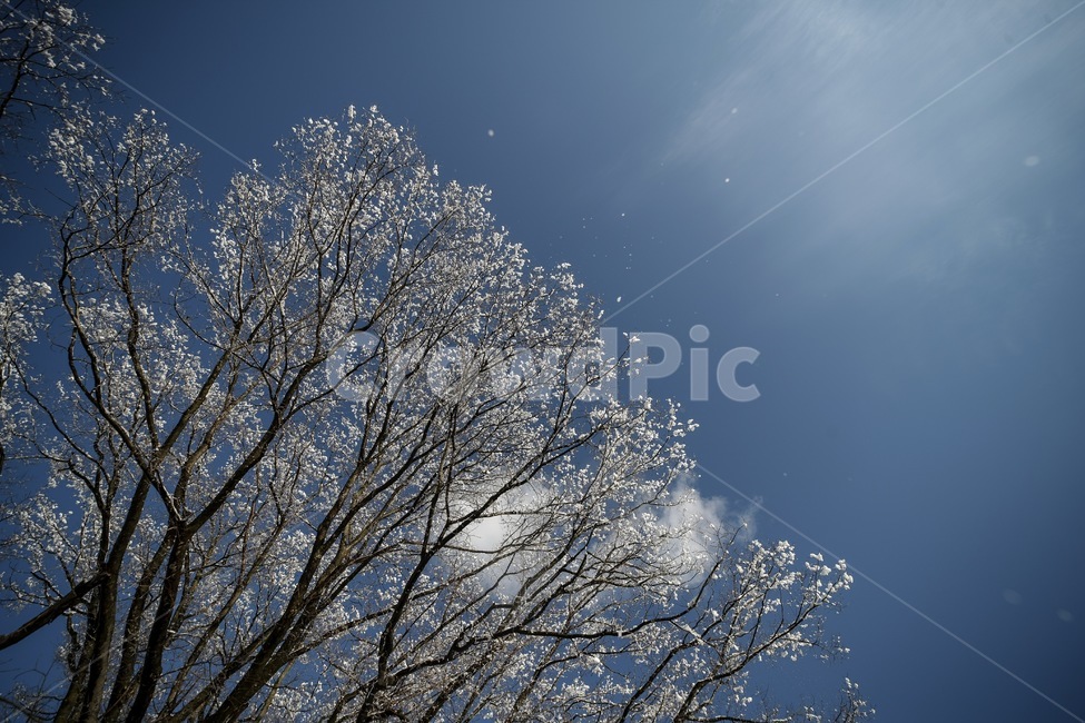 설경,풍경,하늘,겨울,나무,눈,snow,winter,겨울,계절,winter,season,자연,풍경,nature,landscape,light,빛,flare,플레어,tree,plant,식물