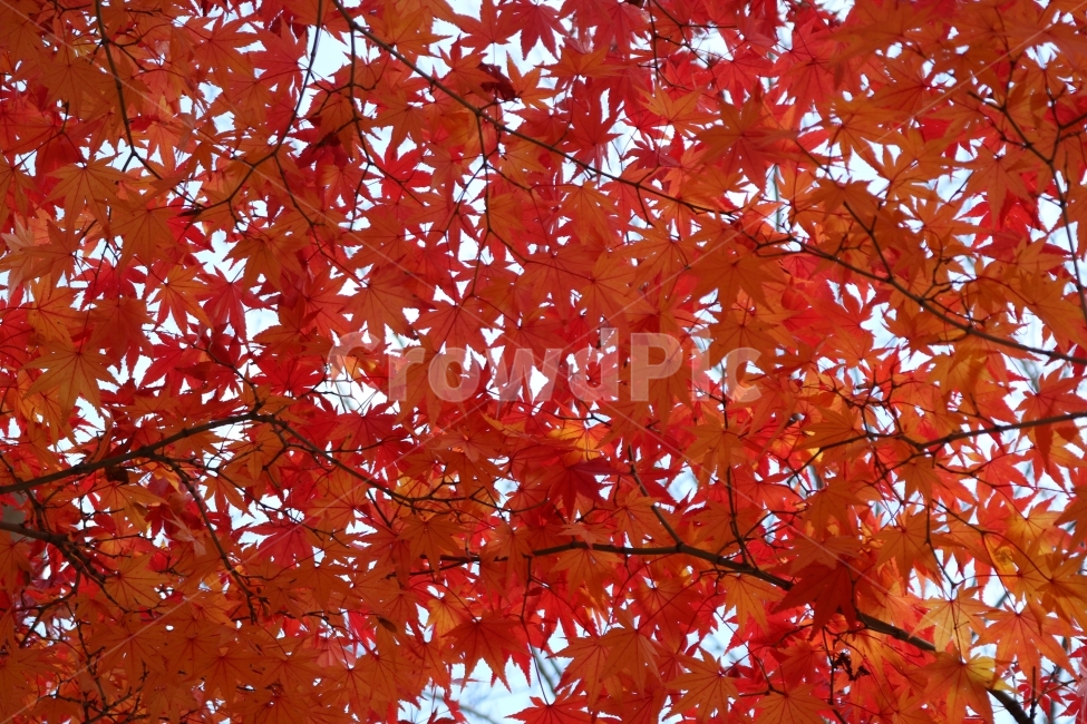 가을,단풍,풍경,식물,나무,가을,계절,fall,autumn,season,식물,자연,plants,nature,plant,leaf,잎,tree,maple