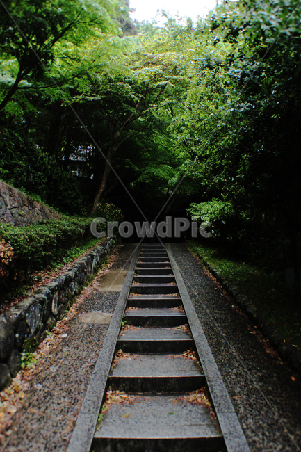 계단,산책,등산,숲길,자연,nature,stairs,stairway,tree,forest