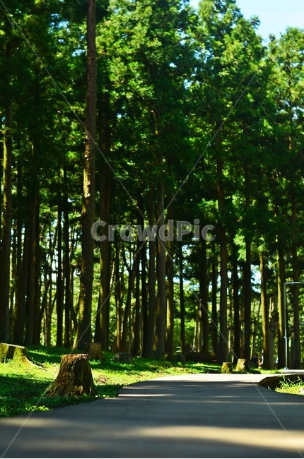 숲,숲길,나무,자연풍경,삼나무,자연,초록색,green,삼나무길,자연,풍경,nature,landscape,휴식,힐링,rest,relaxation,healing,plant,식물,tree
