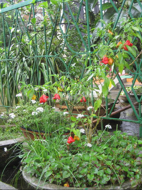동남아,plant,식물,꽃,빨강,red,빨간색