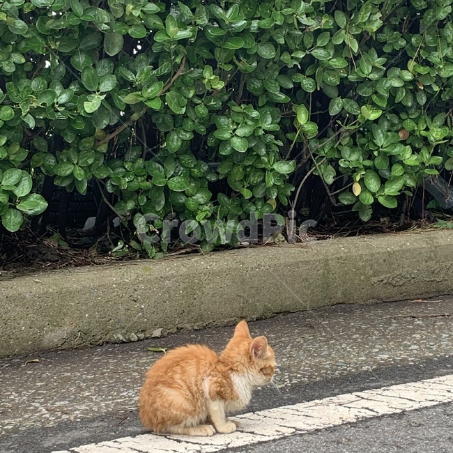 고양이,애기,새끼,도로,동물,고양이,cat,kitten,kitty