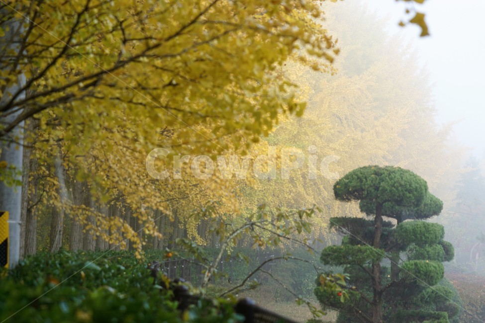 가을,은행나무,자연,나무,식물,감성,안개,단풍,풍경,자연풍경,nature,fall,autumn,trees,green,yellow,가을,계절,fall,autumn,season,outdoors,옥외