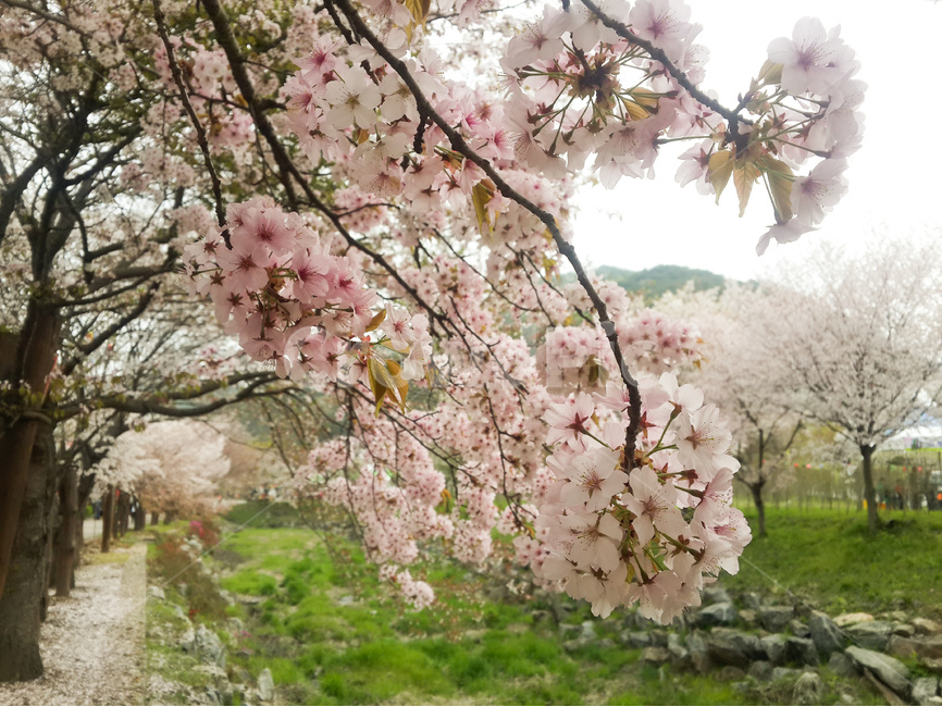 벚꽃,봄,나무,풍경,꽃,봄,계절,spring,season,식물,자연,plants,nature,꽃,flower,plant,cherry blossom,blossom