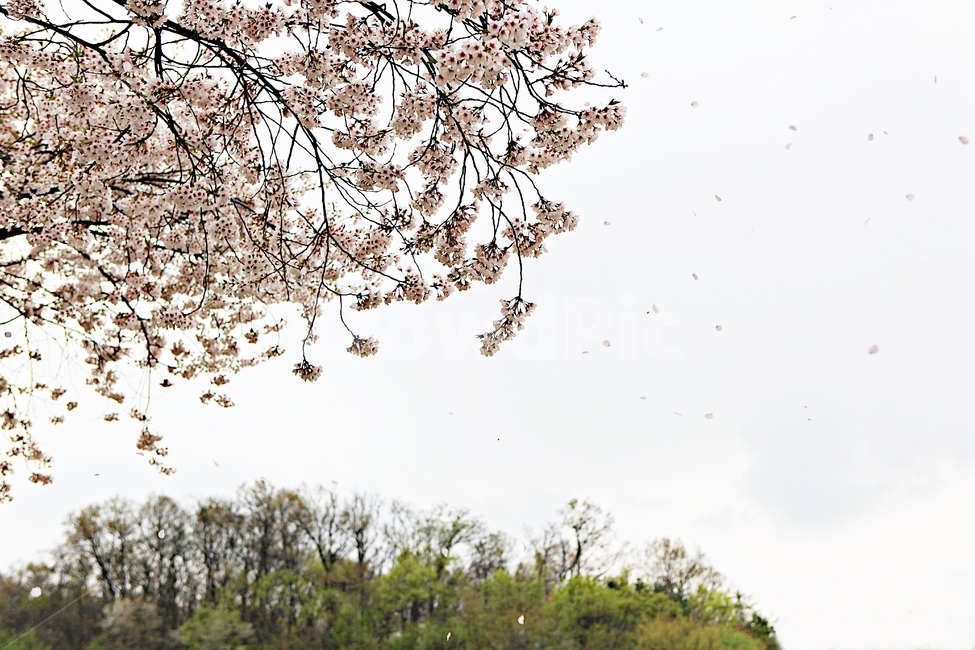 벗꽃,꽃,풍경,자연,배경,봄,계절,spring,season,꽃,flower,plant,식물