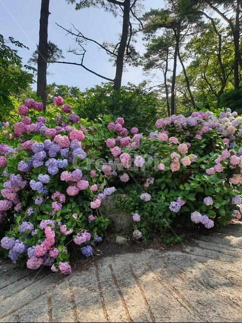 수국,태종대,태종대수국,꽃,태종대수국축제