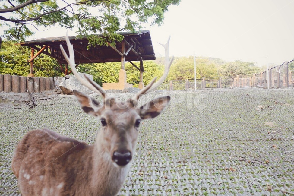 사슴,나무,동물원,zoo,deer,동물,animal,포유류,mammal