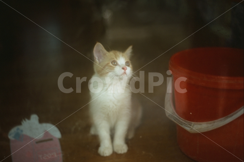 고양이,길냥이,반려묘,베트남,필름사진,필름카메라,동물,animal,포유류,mammal,고양이,cat,kitten,kitty,감성,sensible,feeling