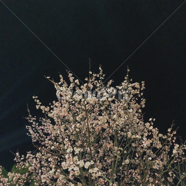 밤,밤하늘,벚꽃,벚나무,cherryblossom