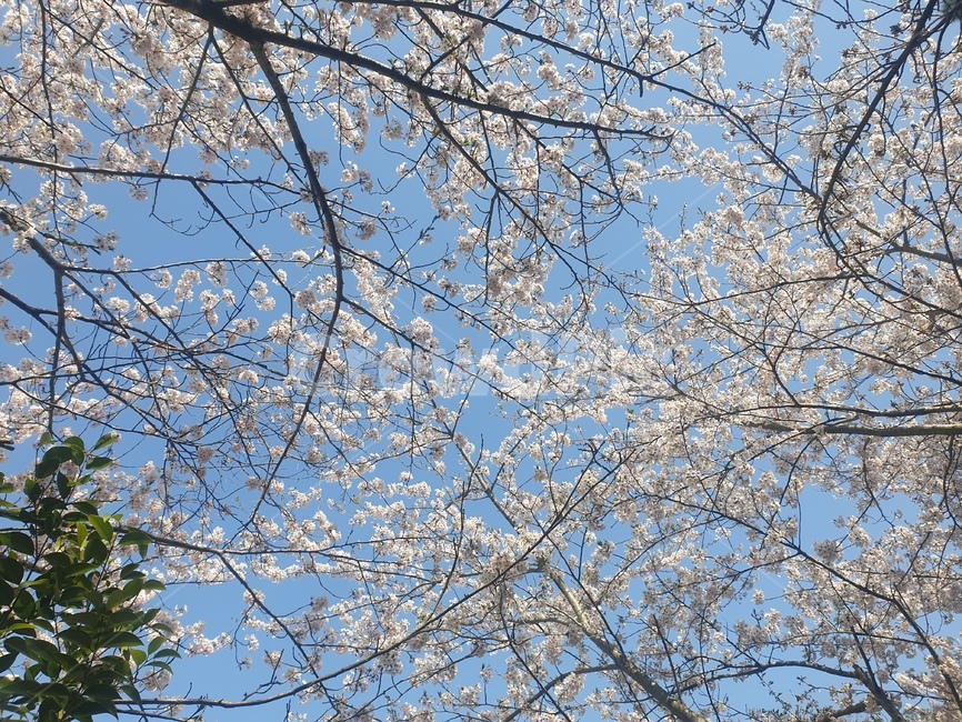 벚꽃,봄,하늘,spring,나들이,목포,겹벚꽃,벚꽃하늘