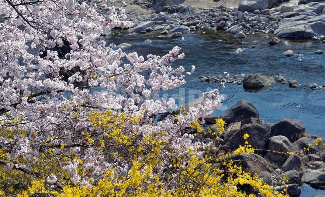 봄,벚꽃,계곡,풍경,개나리,자연환경,시원함,봄,계절,spring,season,자연,풍경,nature,landscape,plant,식물