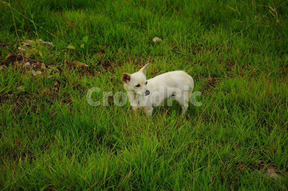 개,강아지,동물,강아지얼굴,잔디,잔디밭,동물,animal,포유류,mammal,개,강아지,dog,doggy
