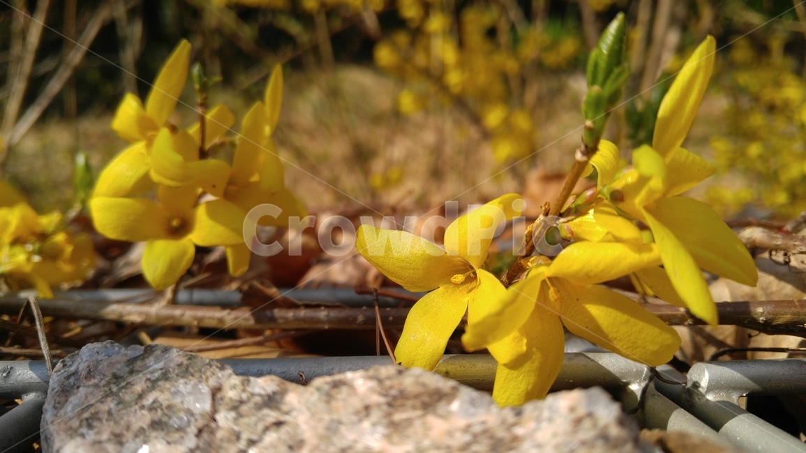 개나리,개나리꽃,꽃,노랑색,노랑꽃,봄,계절,감성,배경,자연,forsythia,phyllia,flower,yellow,spring,yellowflower,season,emotional,background,nature