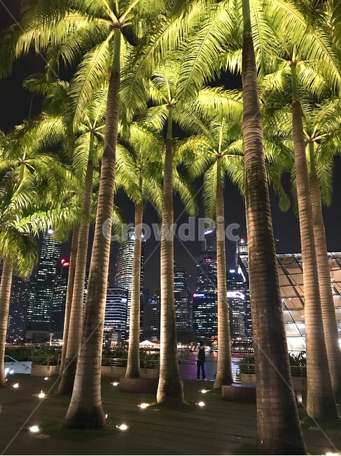 야자수,야경,시티,여름,동남아,싱가폴,palmtree,nightview,city,summer,asia,singapore,야경,밤,풍경,nightscape,night,landscape,도시,city,해외,외국,세계,foreign,oversea,world,세계도시풍경,해외도시풍경,외국도시풍경,world cityscape,tree,나무,plant,식물,palm tree,arecaceae,Arecaceae