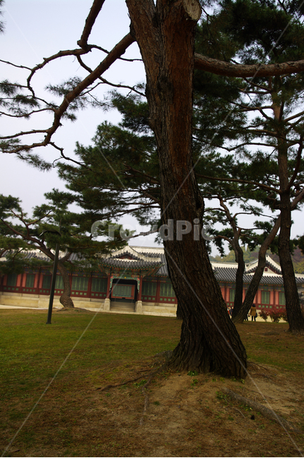 나무,식물,plant,소나무,고궁,한국전통,한국문화,korean traditional,korean culture,식물,자연,plants,nature,나무,trees,wood,건축물,건물외관,exterior,building,structure,architecture,construction